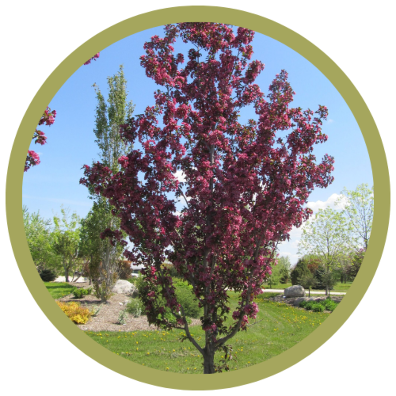 Malus x adstringens 'Durleo' Gladiator Rosybloom Crabapple