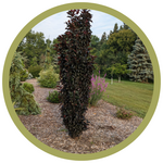 Malus x adstringens 'Jefnite' Midnight Spire Rosybloom Crabapple