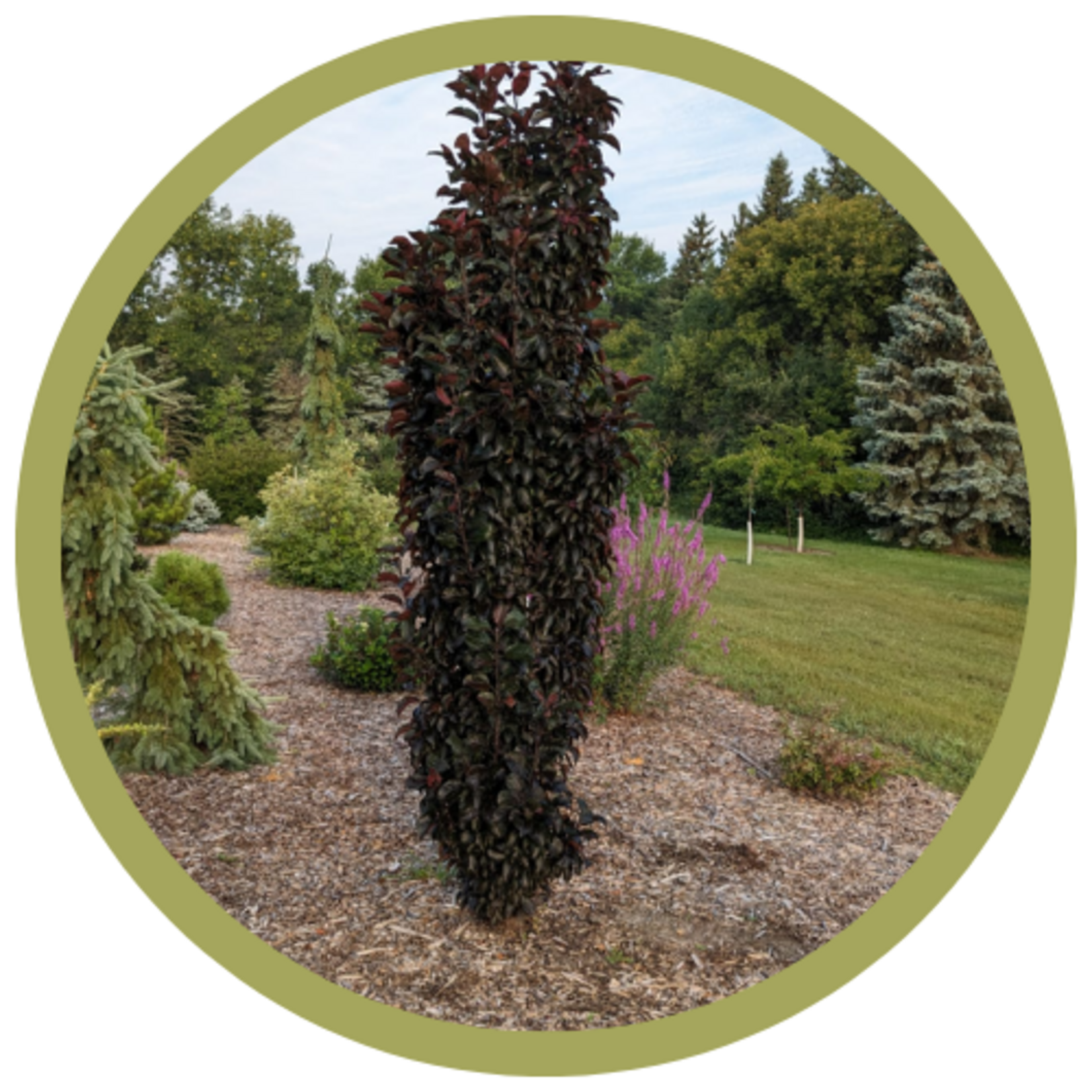 Malus x adstringens 'Jefnite' Midnight Spire Rosybloom Crabapple