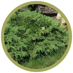 Microbiota decussata Russian Cypress