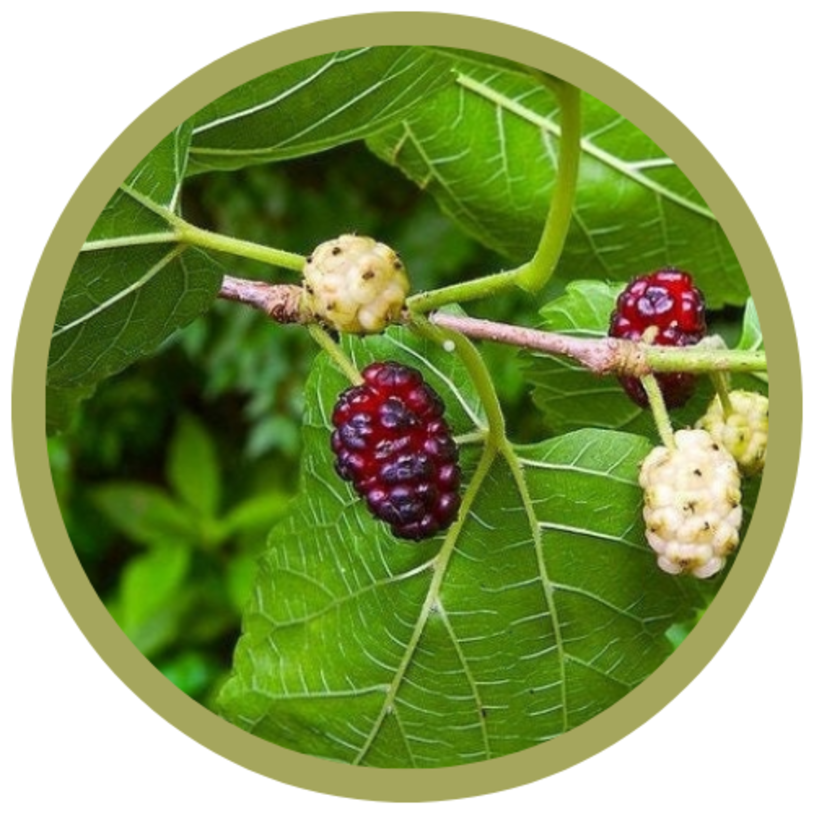 Morus alba var tatarica White Mulberry