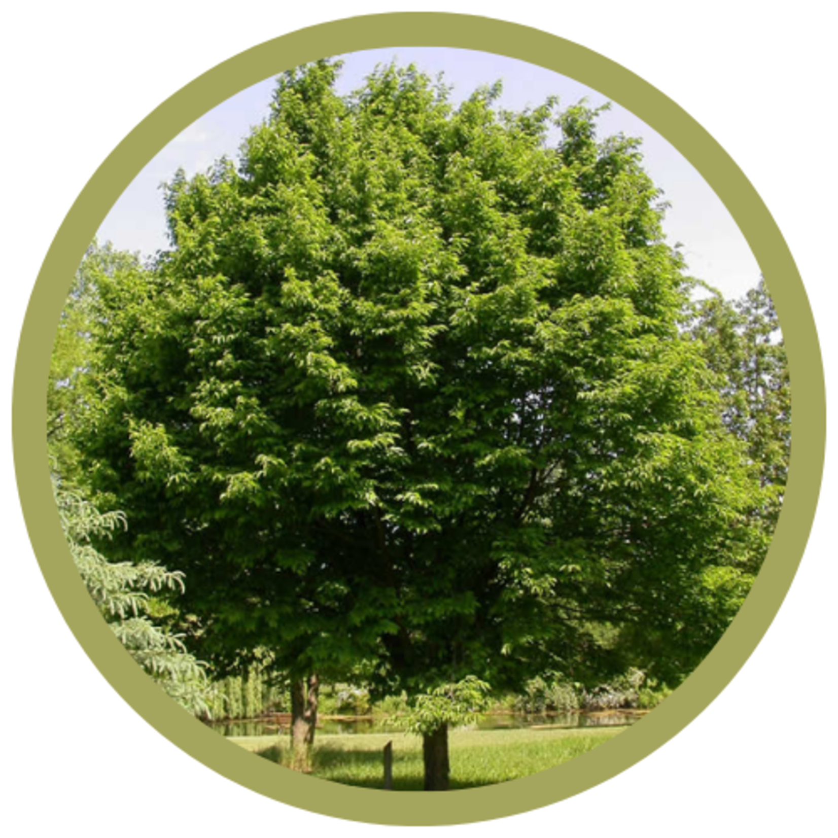 Ostrya virginiana Ironwood