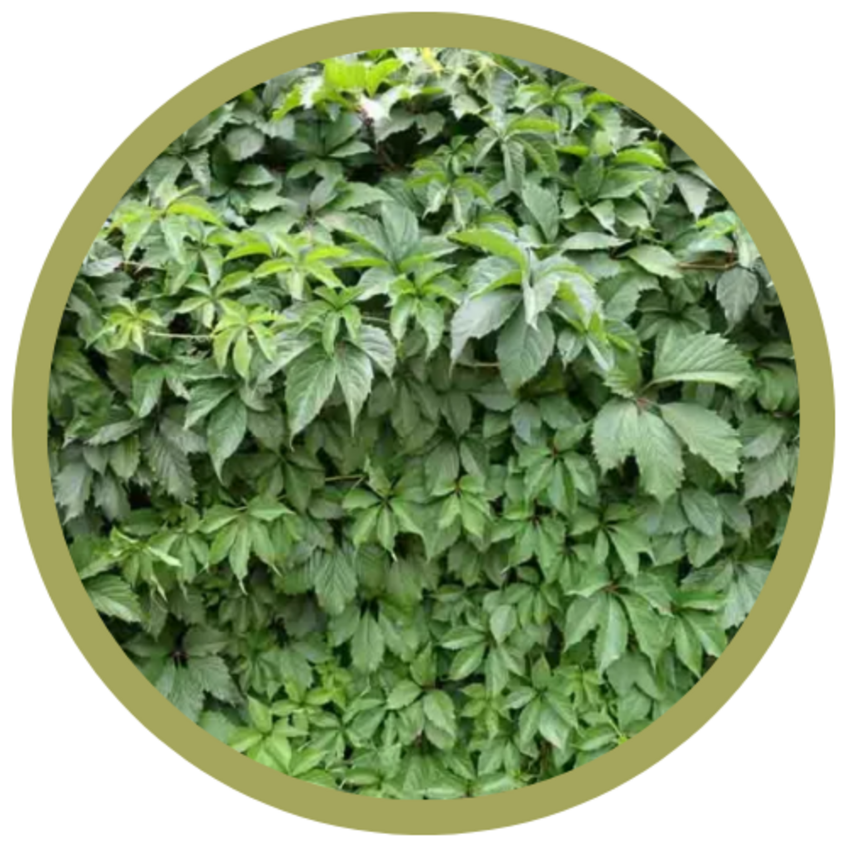 Parthenocissus quinquefolia Virginia Creeper