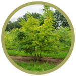 Phellodendron amurense Amur Cork Tree