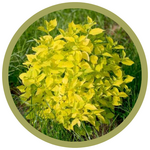 Philadelphus coronarius 'Aureus' Golden Mockorange