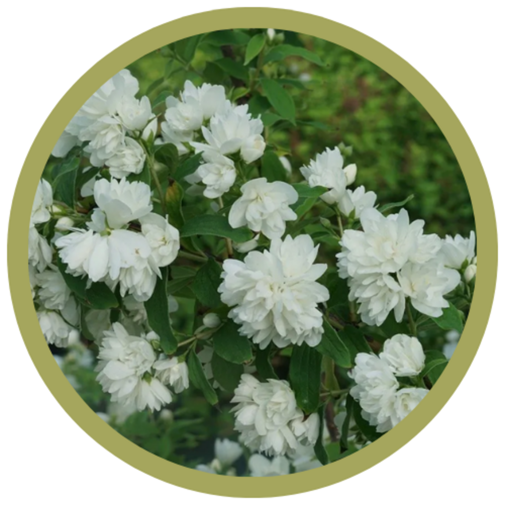 Philadelphus coronarius 'Illuminati Arch' Mockorange