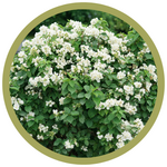 Philadelphus coronarius 'Illuminati Sparks' Mockorange