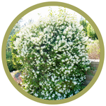 Philadelphus lewisii 'Blizzard' Mockorange