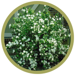 Philadelphus x 'Galahad' Mockorange