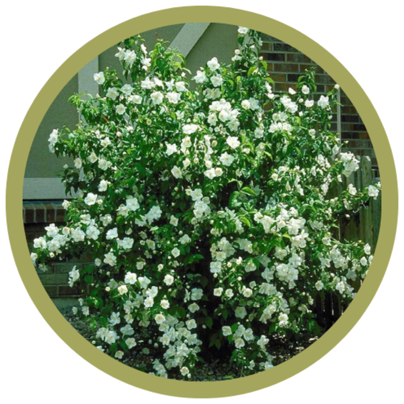 Philadelphus x 'Galahad' Mockorange