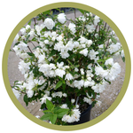 Philadelphus x 'Snow Dwarf' Mockorange