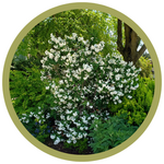 Philadelphus x 'Snow White Fantasy' Mockorange