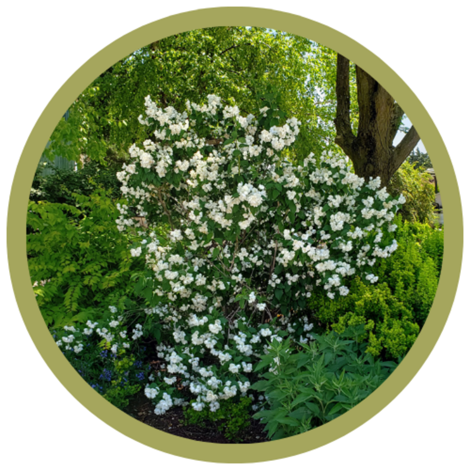Philadelphus x 'Snow White Fantasy' Mockorange
