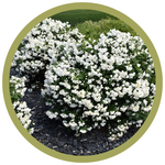 Philadelphus x 'Snowbelle' Mockorange