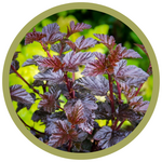 Physocarpus opulifolius 'Burgundy Candy' Ninebark