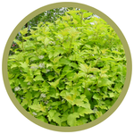 Physocarpus opulifolius 'Dart's Gold' Ninebark