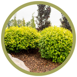 Physocarpus opulifolius 'Festivus Gold' Ninebark