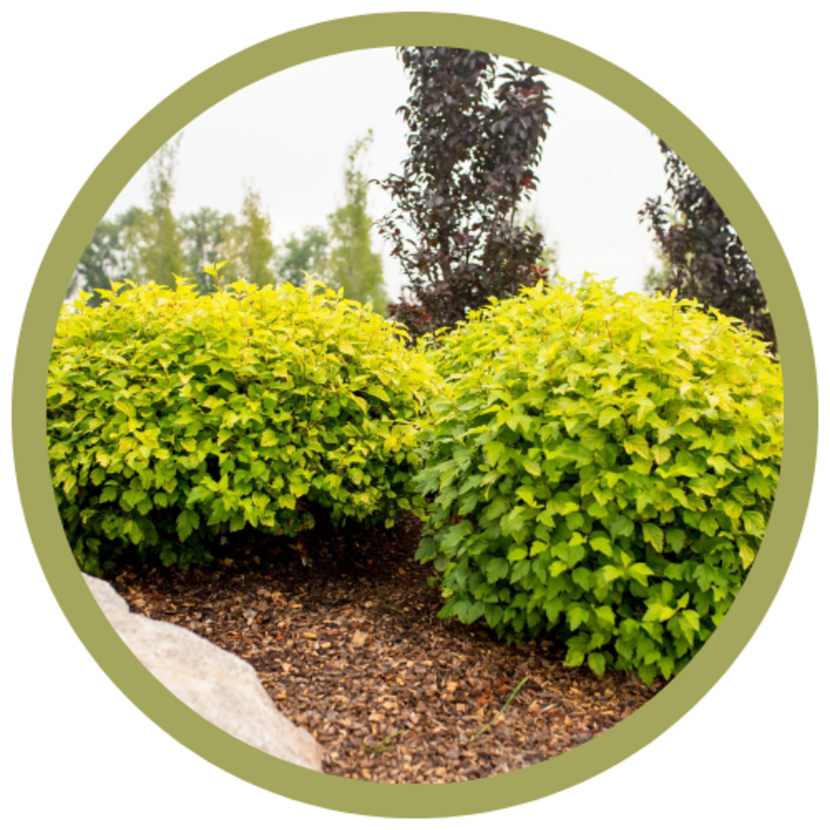 Physocarpus opulifolius 'Festivus Gold' Ninebark