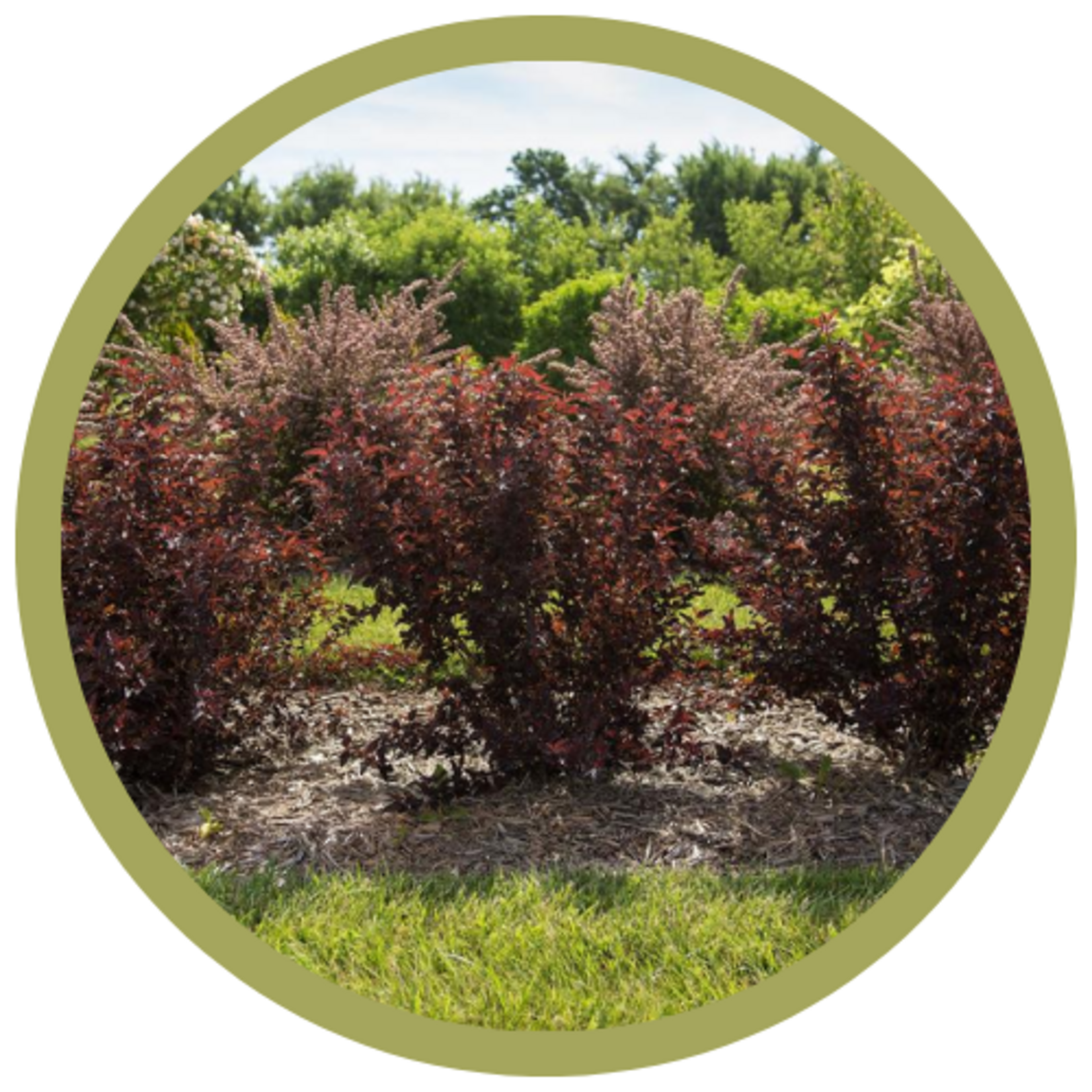 Physocarpus opulifolius 'Fireside' Ninebark