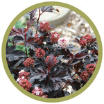 Physocarpus opulifolius 'Jefroy' Royal Jubilee Ninebark