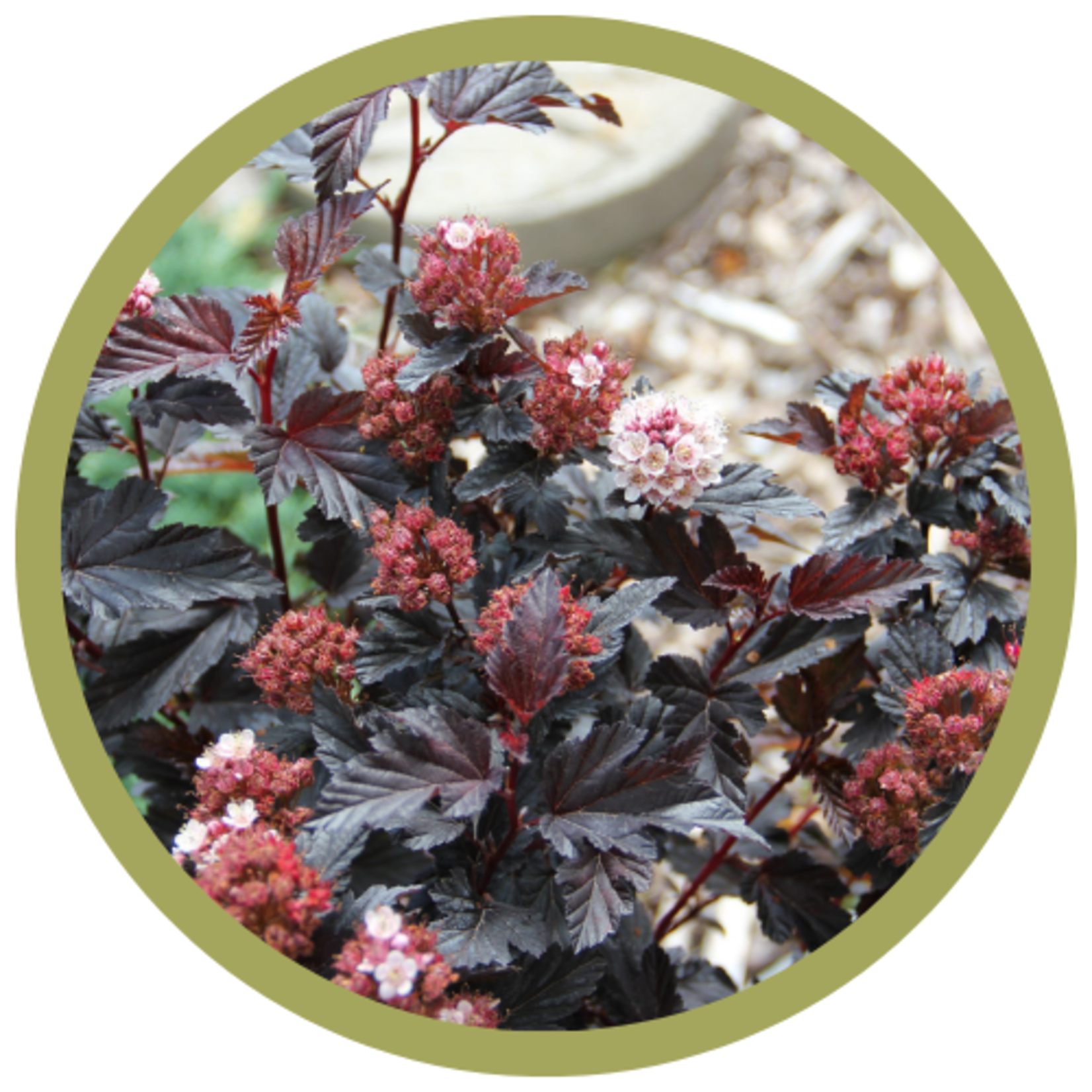 Physocarpus opulifolius 'Jefroy' Royal Jubilee Ninebark