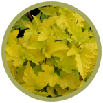 Physocarpus opulifolius 'Lemon Candy' NInebark