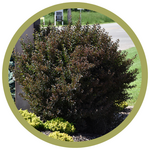 Physocarpus opulifolius 'Little Devil' Ninebark