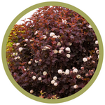 Physocarpus opulifolius 'Monlo Diabolo' Ninebark