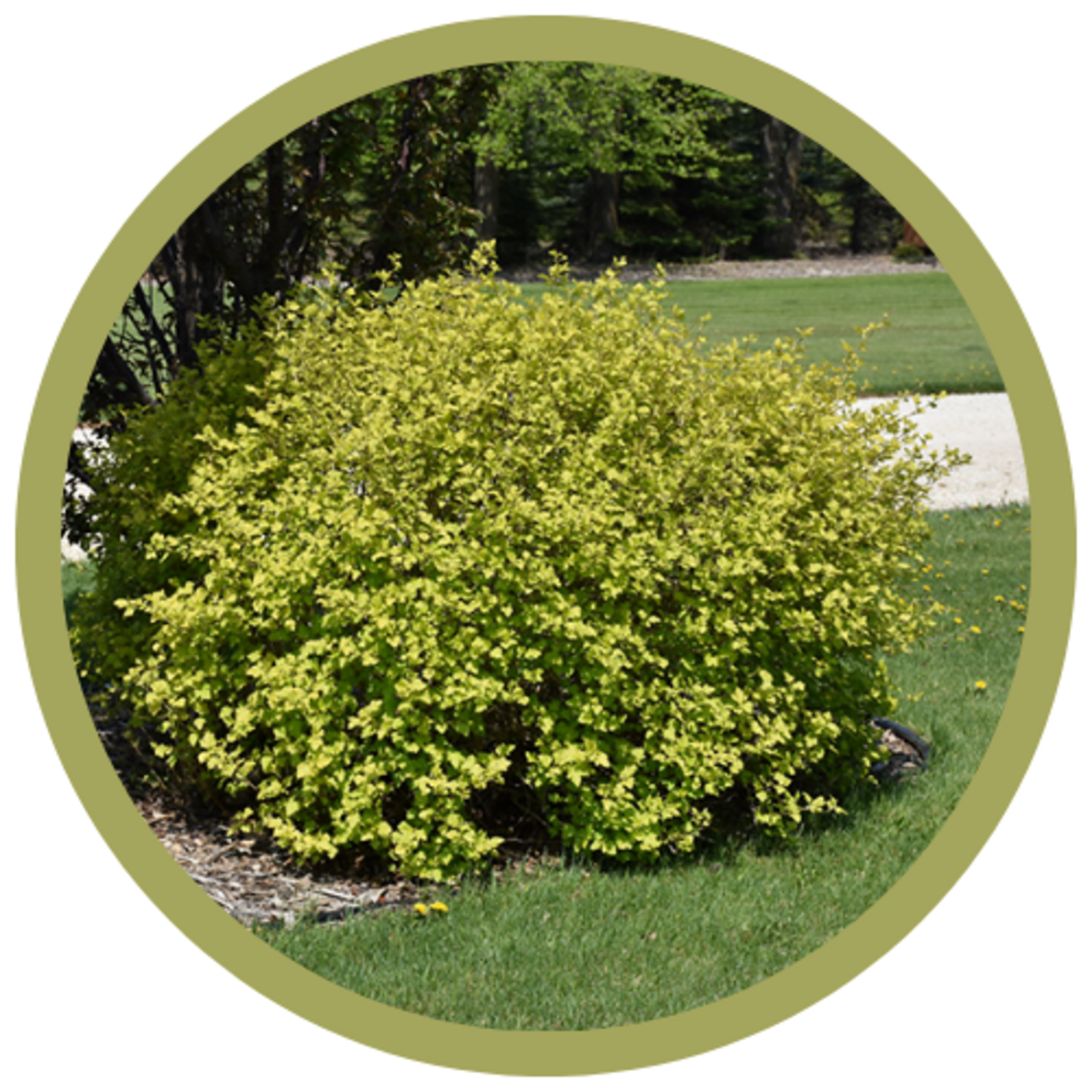 Physocarpus opulifolius 'Nugget' Ninebark