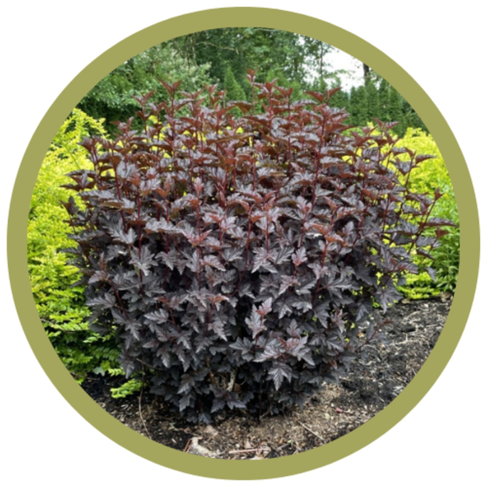 Physocarpus opulifolius 'Panther' Ninebark