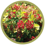 Physocarpus opulifolius 'Raspberry Lemonade' Ninebark