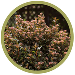 Physocarpus opulifolius 'Satin Chocolate' NInebark