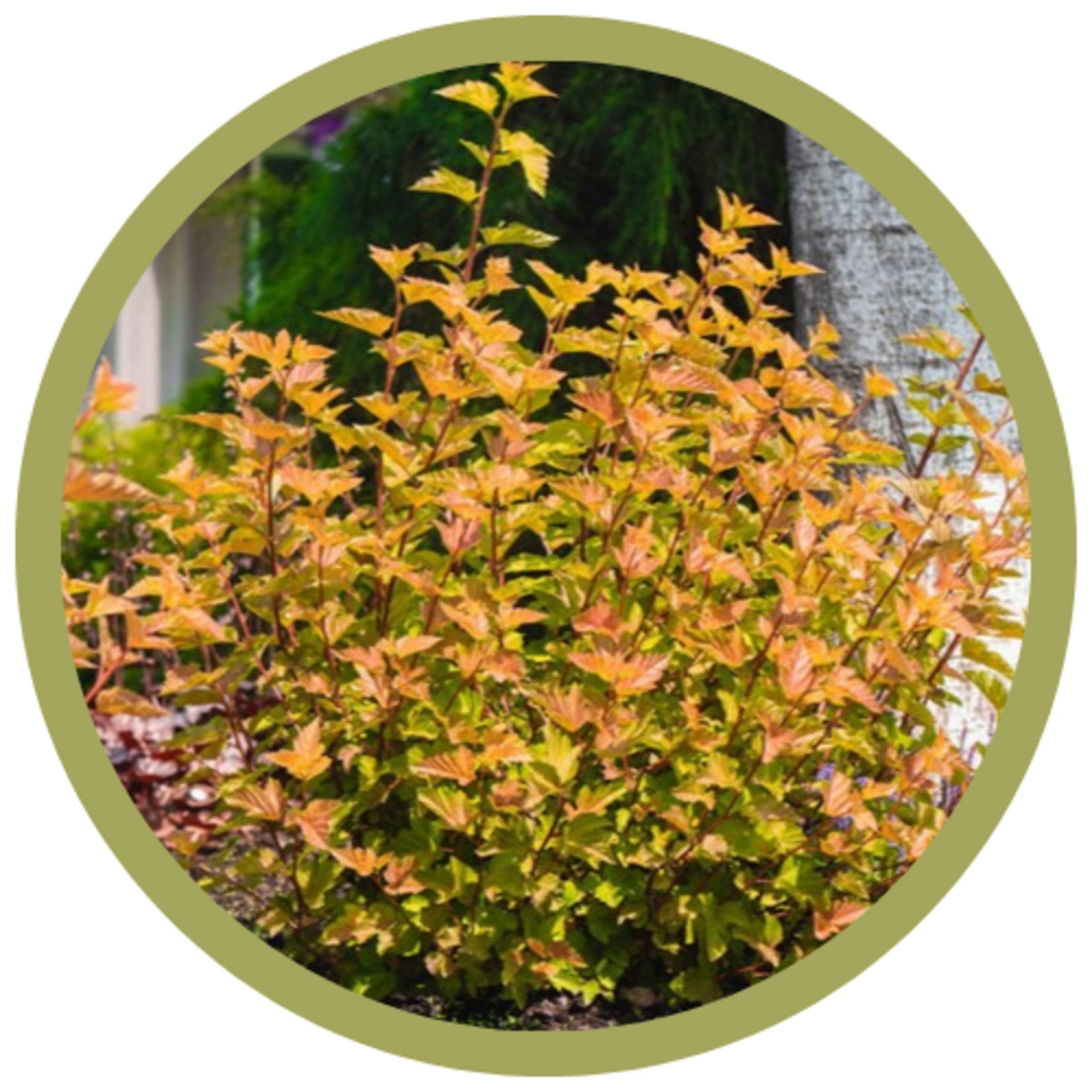 Physocarpus opulifolius 'Savannah Sunset' Ninebark