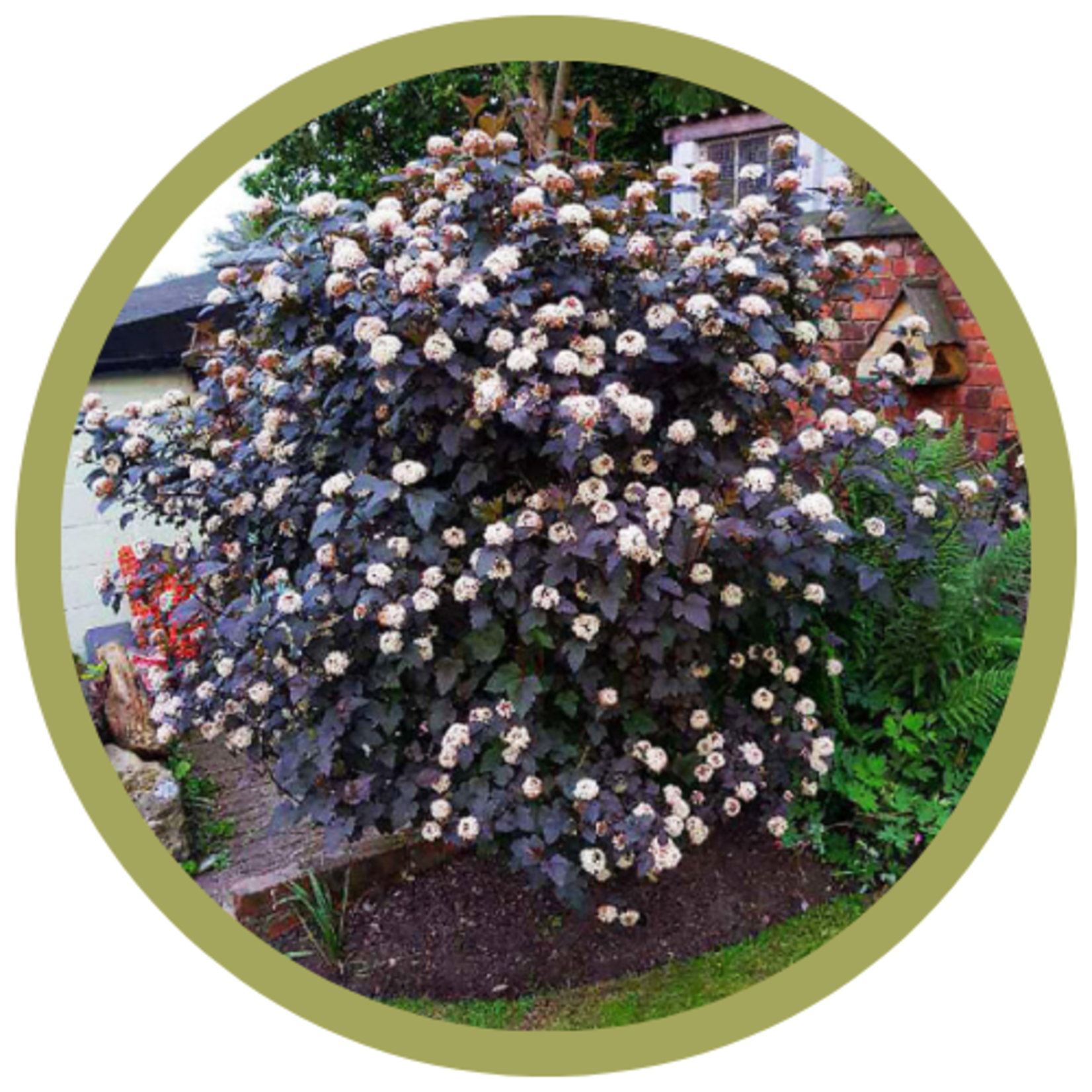 Physocarpus opulifolius 'Seward' Summer Wine Ninebark