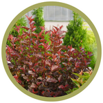 Physocarpus opulifolius 'SMNPOBLR' Ginger Wine Ninebark