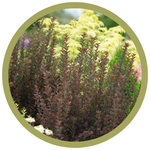 Physocarpus opulifolius 'SMPOTW' Tiny Wine' Ninebark