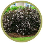 Physocarpus opulifolius 'Summer Wine Black' Ninebark