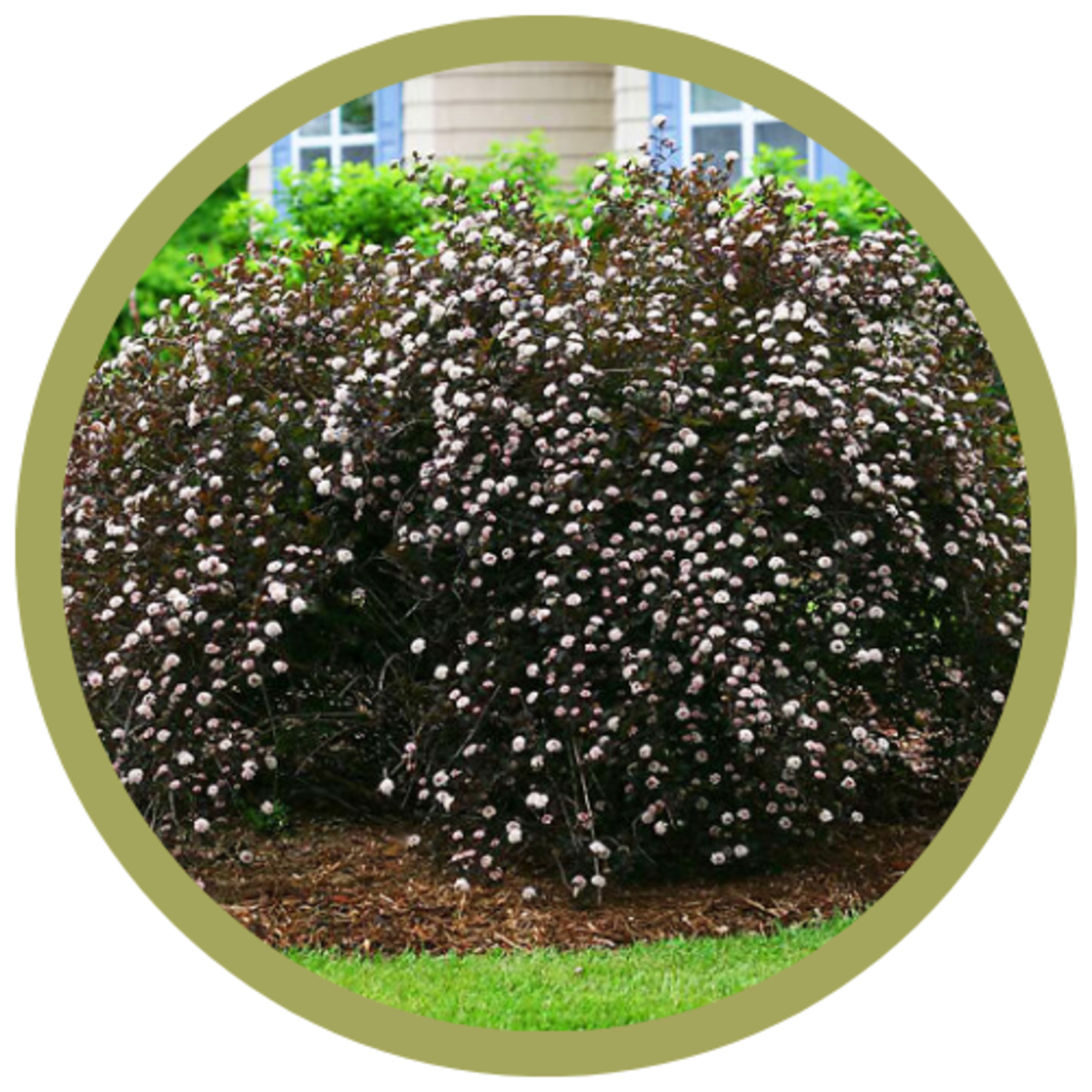 Physocarpus opulifolius 'Summer Wine Black' Ninebark