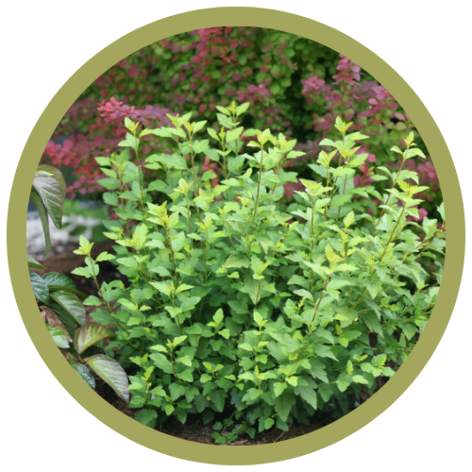 Physocarpus opulifolius 'Tiny Wine Gold' Ninebark