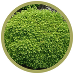 Picea abies 'Little Gem' Spruce