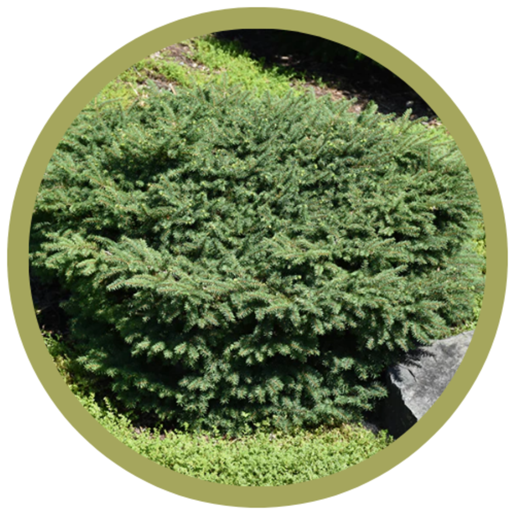 Picea abies 'Nidiformis' Bird's Nest Norway Spruce