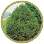 Picea abies 'Ohlendorffii' Ohlendorf Spruce
