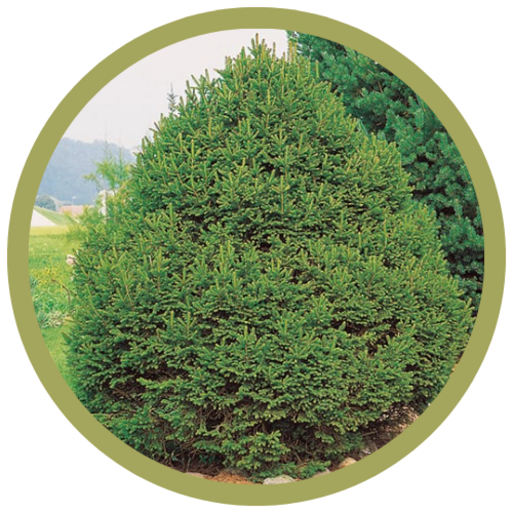 Picea abies 'Ohlendorffii' Ohlendorf Spruce