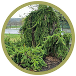 Picea abies 'Pendula' Weeping Norway Spruce