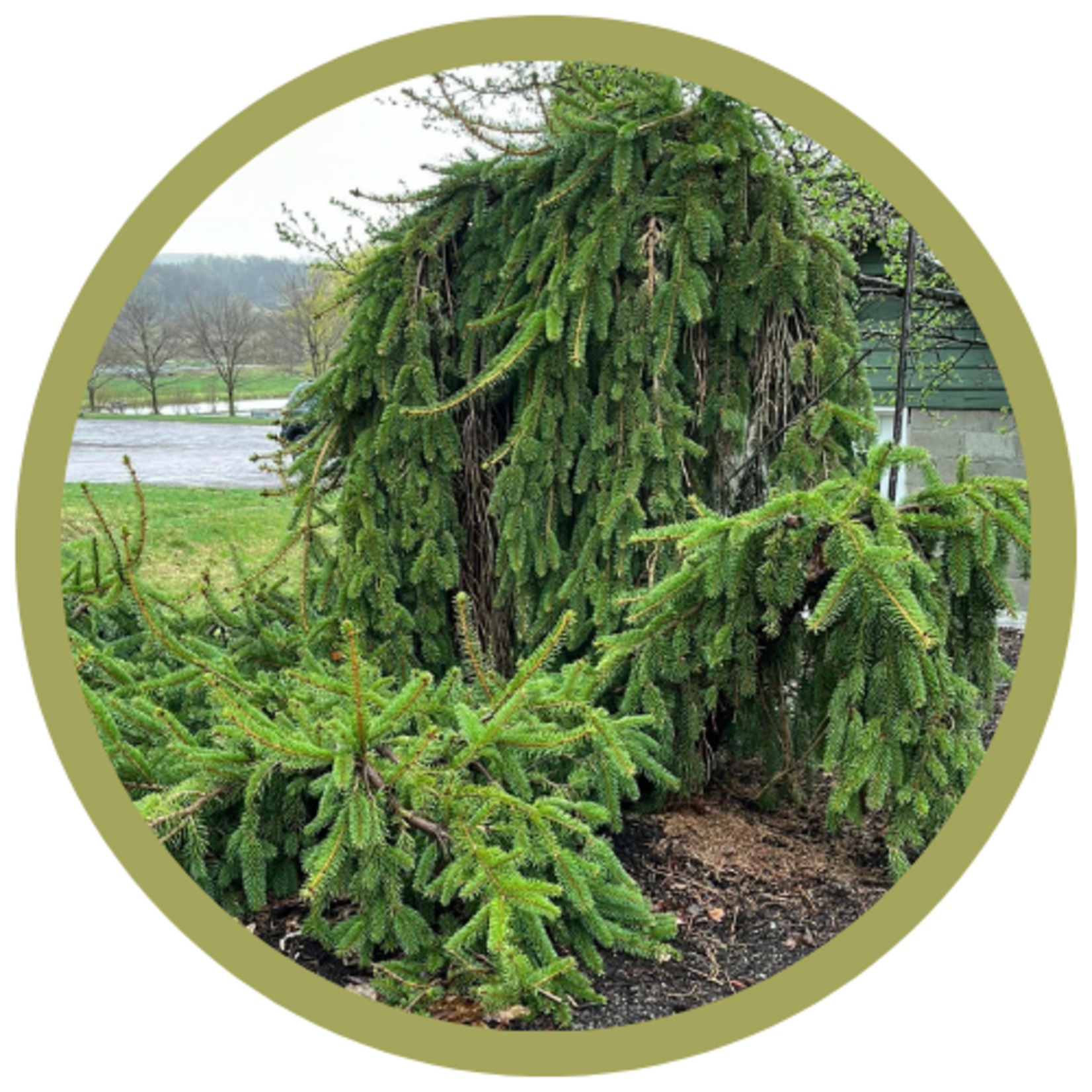 Picea abies 'Pendula' Weeping Norway Spruce