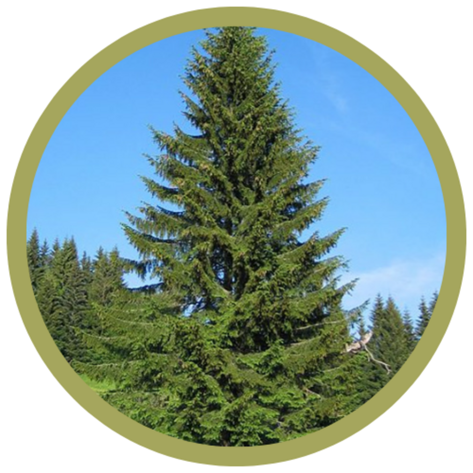 Picea abies Norway Spruce