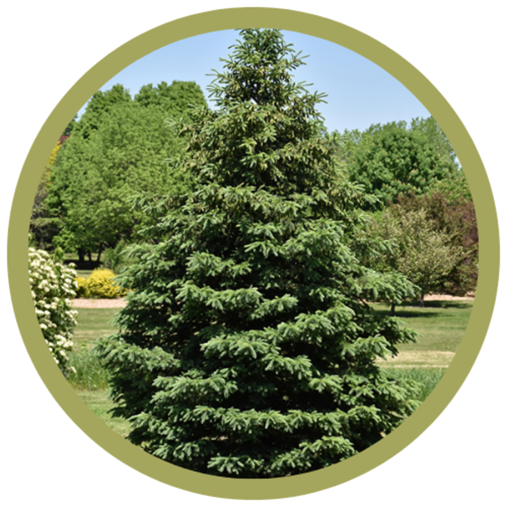 Picea glauca 'Densata' Black Hills Spruce