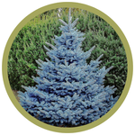Picea pungens 'Baby Blue' Colorado Spruce