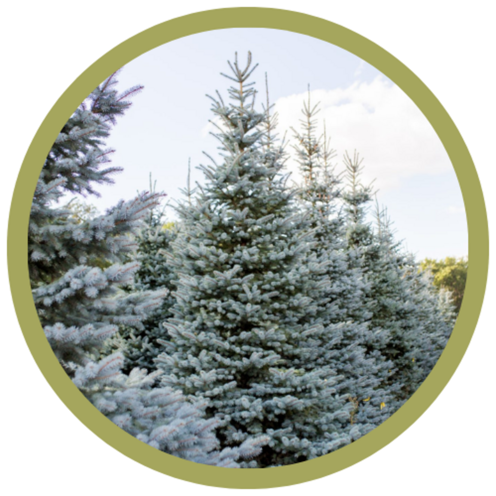Picea pungens 'Colorado Select' Spruce