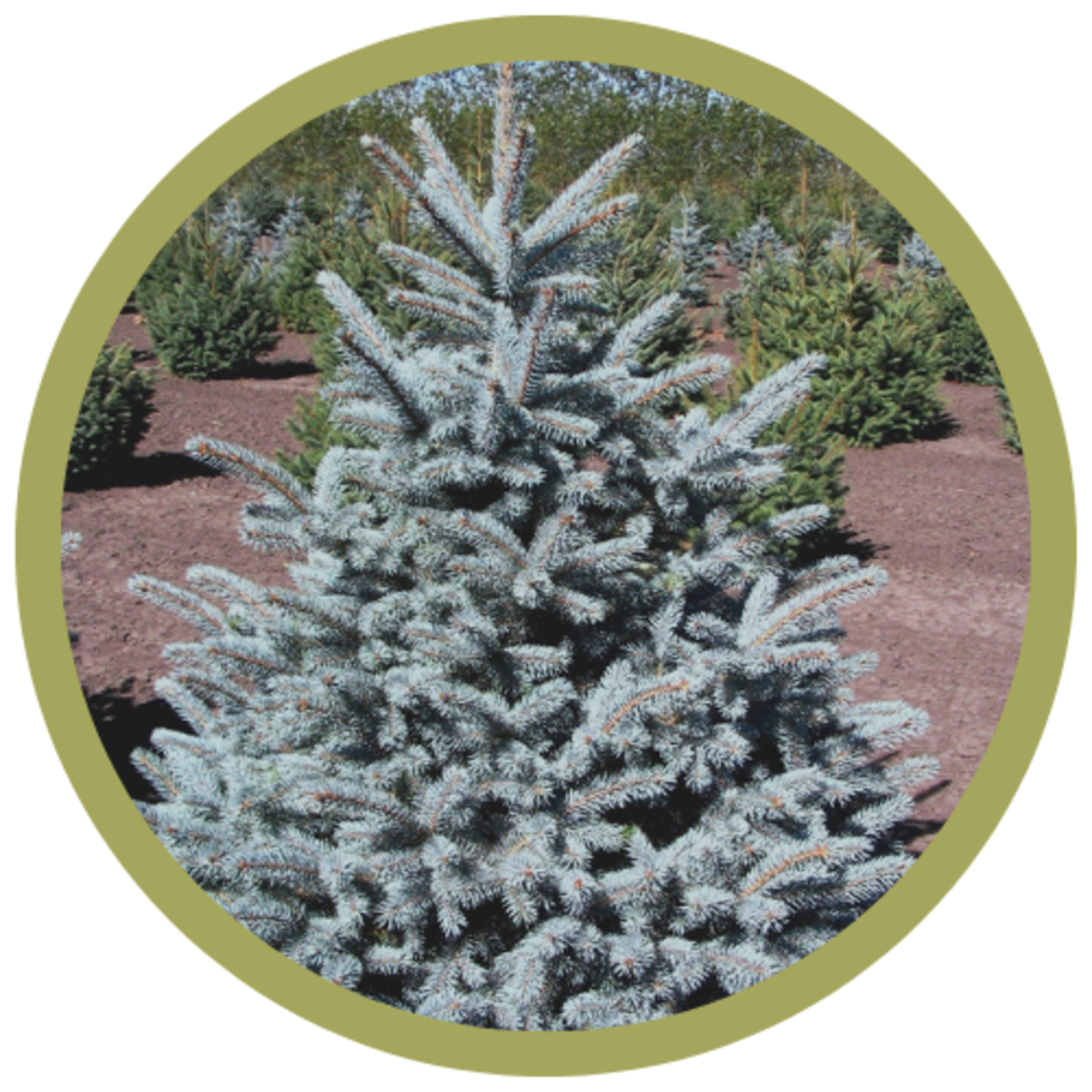 Picea pungens 'Crystal Blue' Spruce